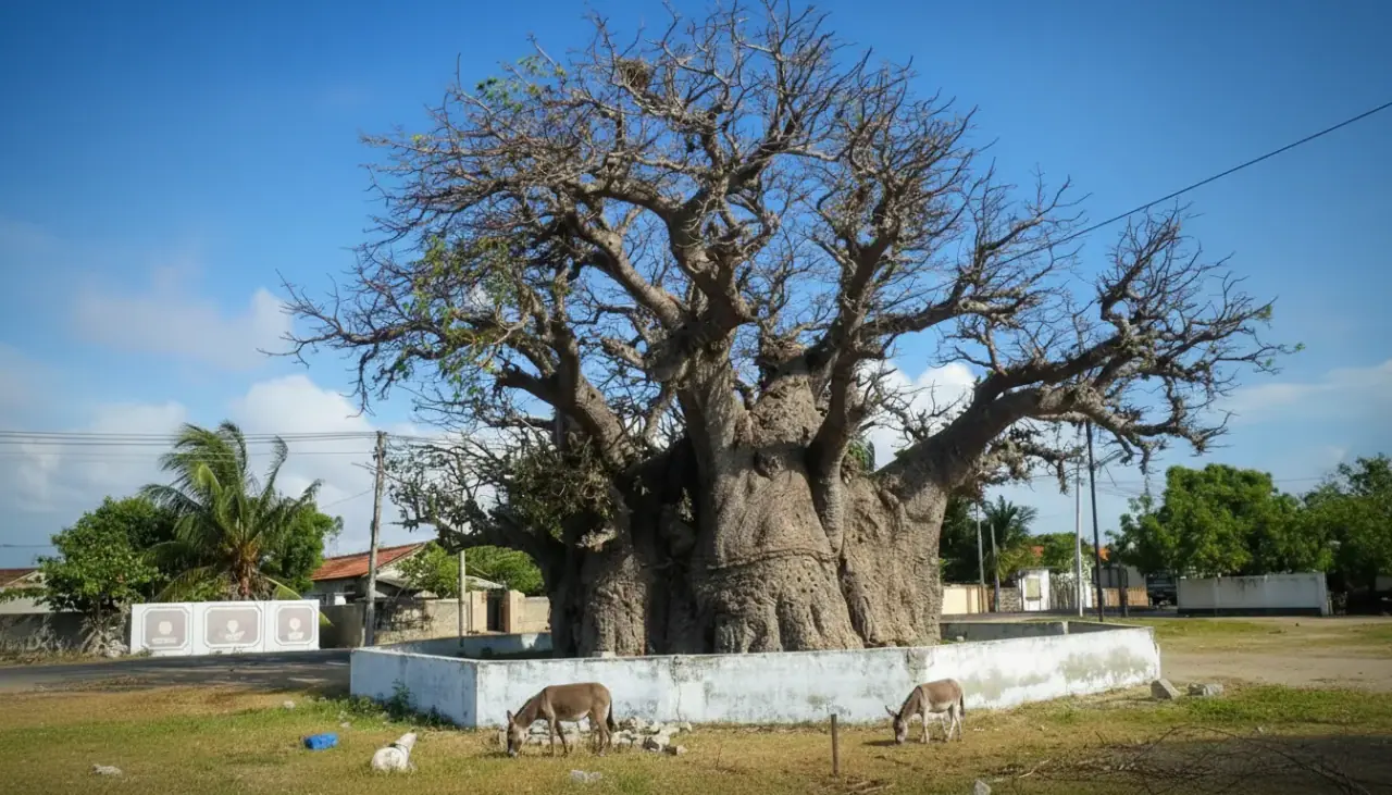 Ancient Baobab Tree